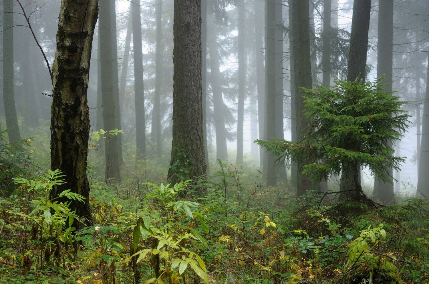 Autumn forest, Jiri Kuchar