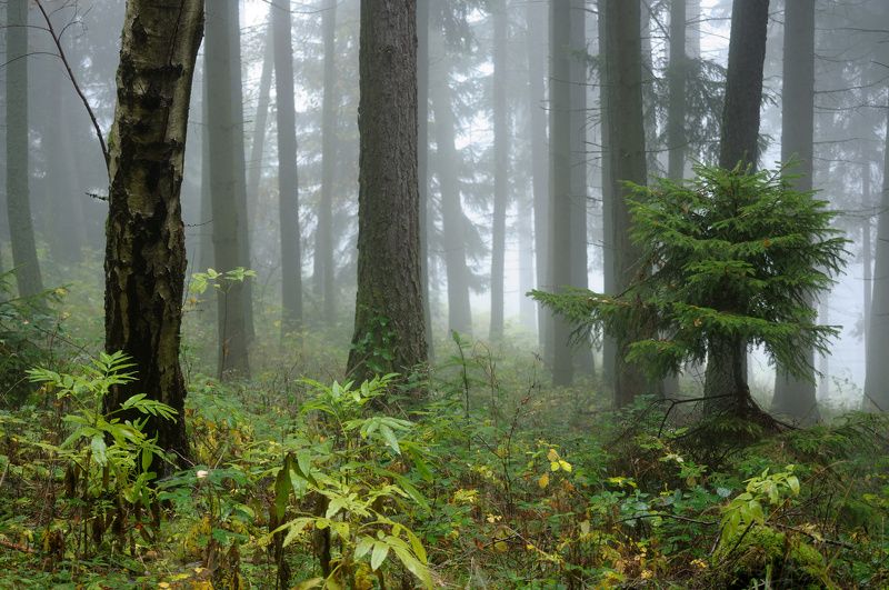 Autumn forest Autumn forest 2 фото превью