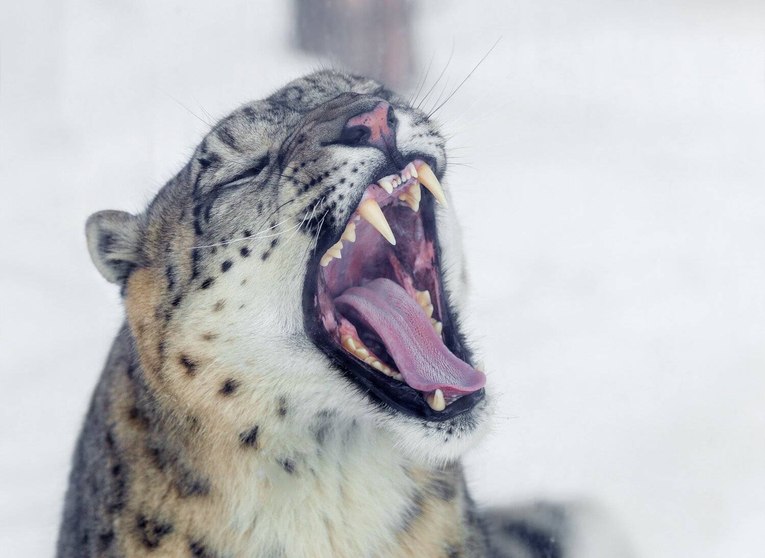 , Олег Богданов