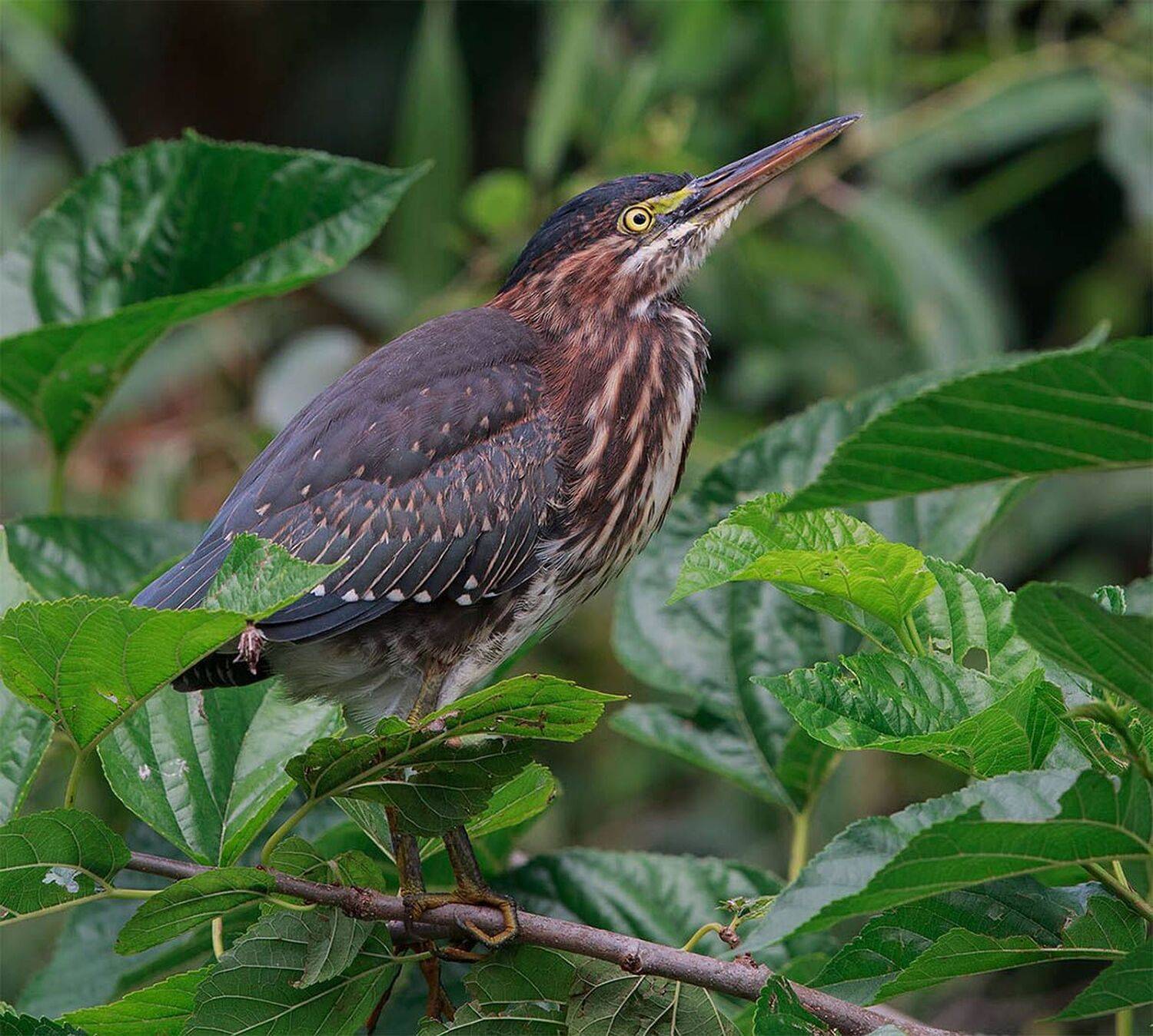 американская зелёная кваква, green heron, Elizabeth Etkind