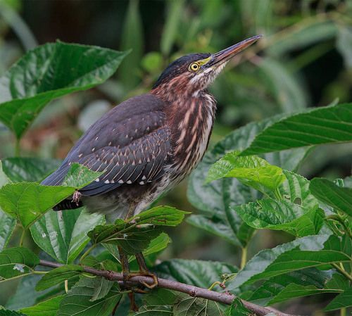 Американская зелёная кваква - Green heron