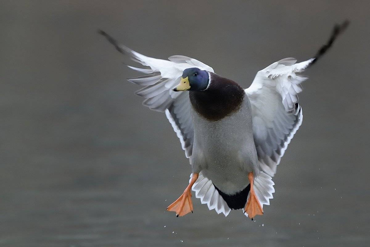 птицы birds slovakia, Jaroslav Mego