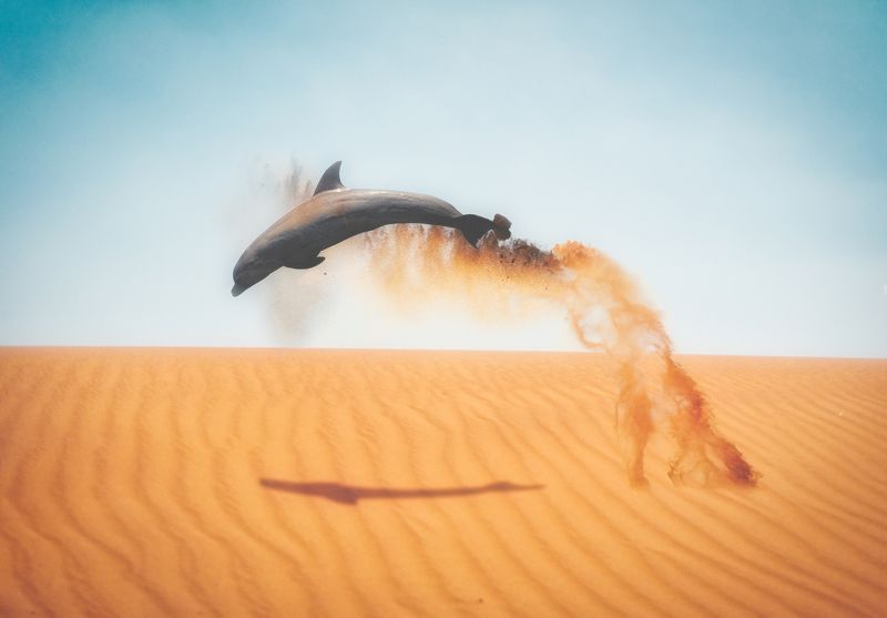 fineart, ., animal FLY фото превью