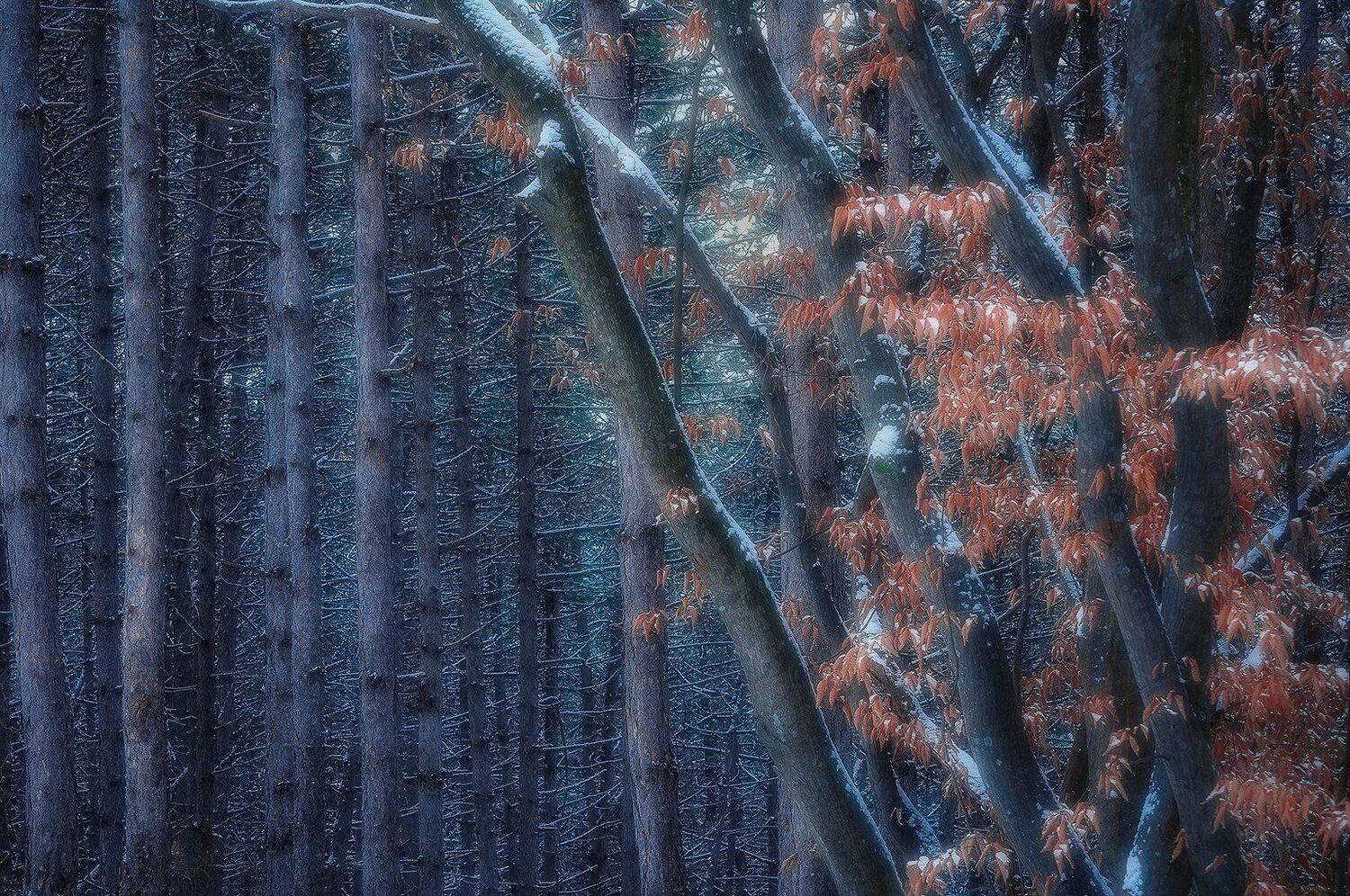 abstract, treescape, nikon, Csomai David