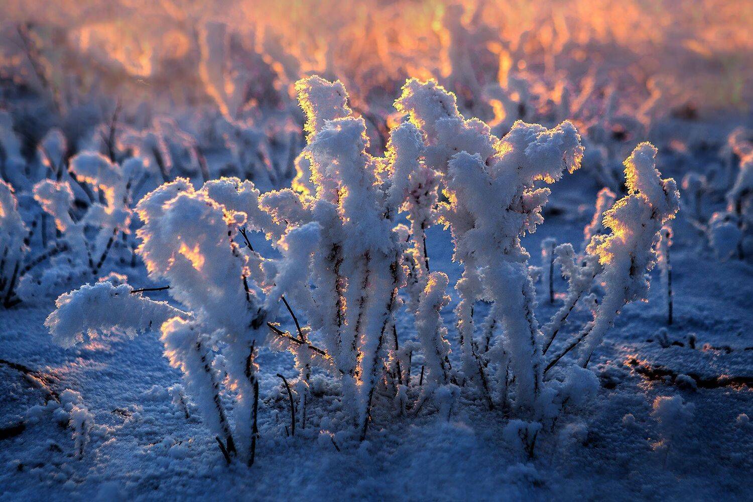 иней зима снег трава, Качурин Алексей