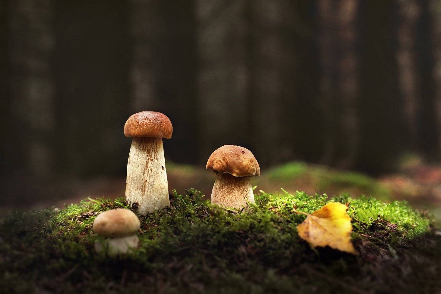 , Вадим Морозов