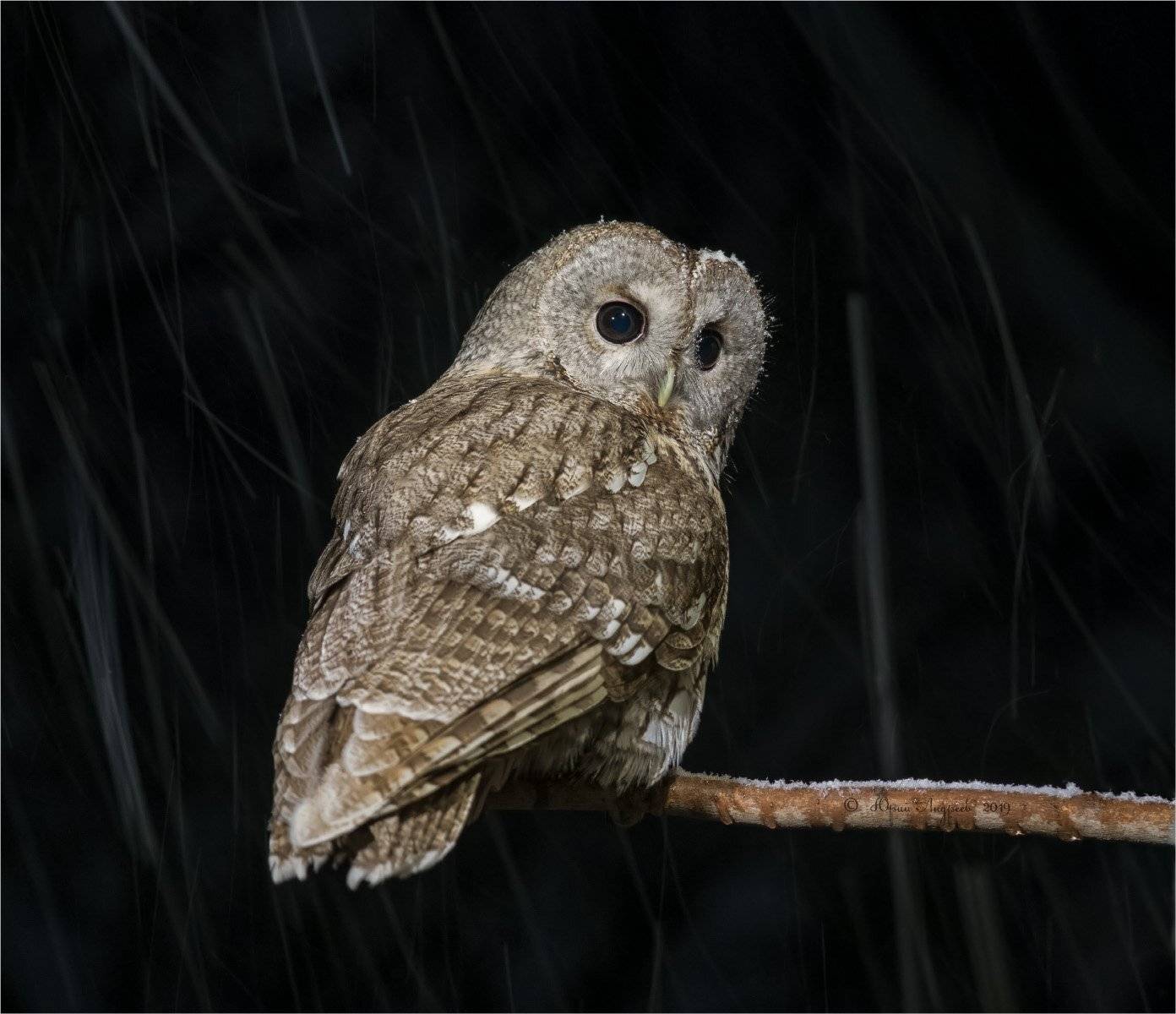 неясыть серая strix aluco ночь снег, Юрий Андреев