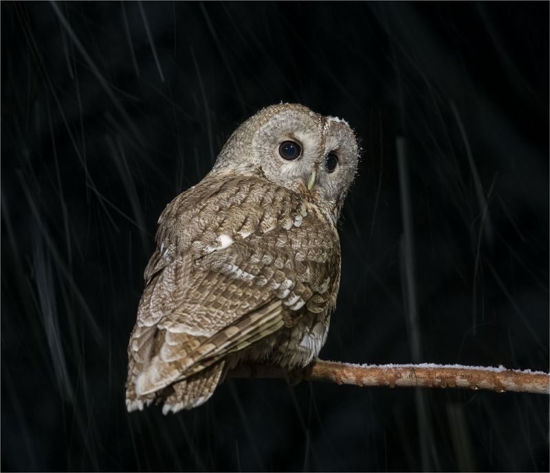 Неясыть серая фото превью