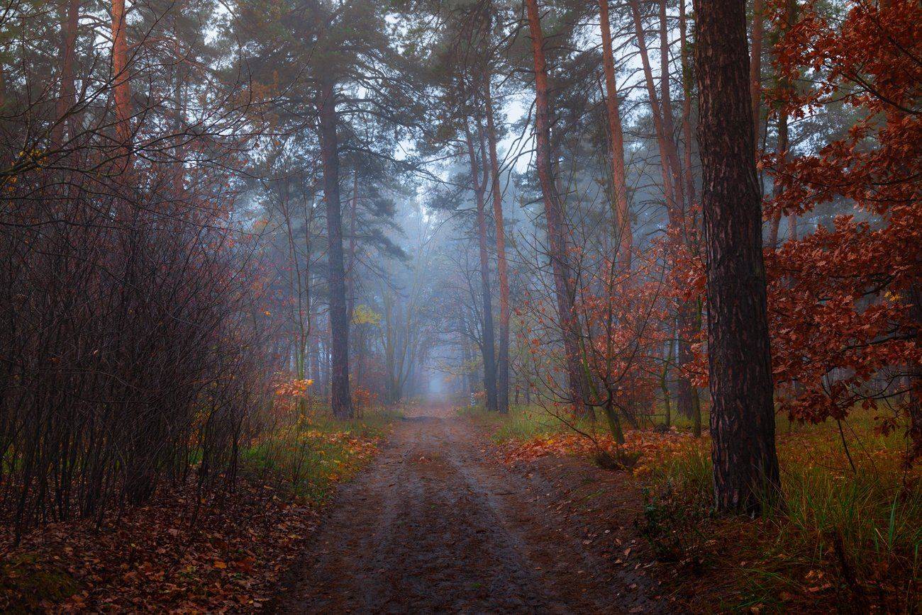 лес, осень, ноябрь, туман, Галанзовская Оксана