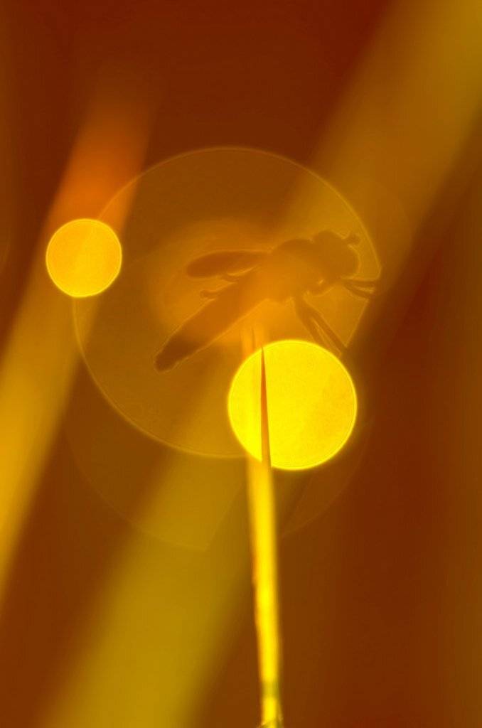 , Александр Земляной