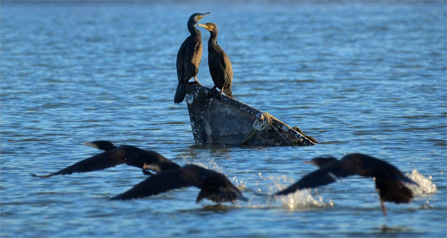 баклан, лодка, вода, закат, фауна, Sergey Drobkov