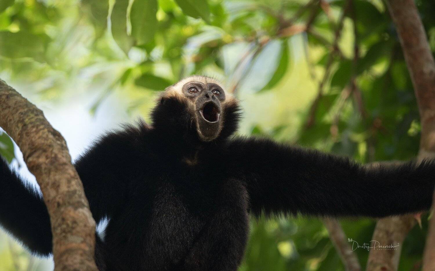 природа, животные, птицы, вьетнам, остров фукок, Дмитрий Посевич