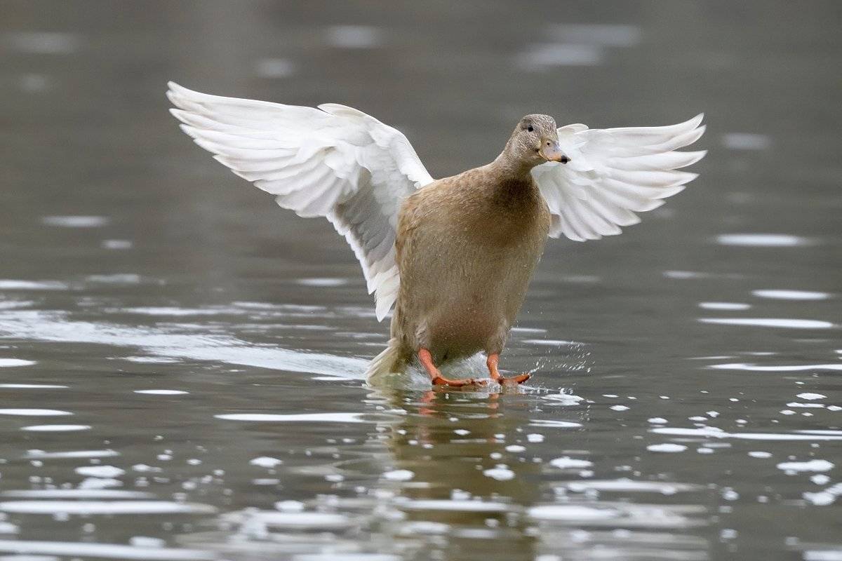 птицы birds slovakia, Jaroslav Mego