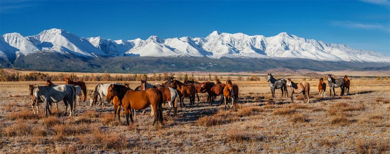 природа, пейзаж, горы, алтай, горный алтай, сибирь, курай, осень, лошади, животные, дикая природа, Алтайские мустанги фото превью