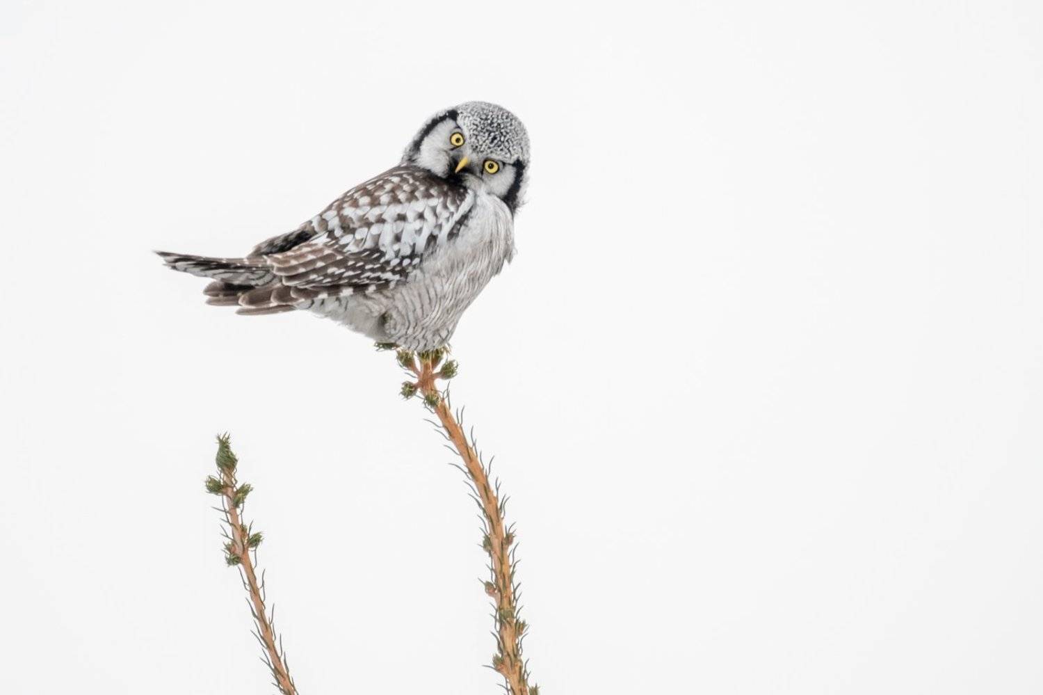 Ястребиная сова, Сибирь, зима, декабрь, птицы, совы, 2018, Дмитрий Дубиковский