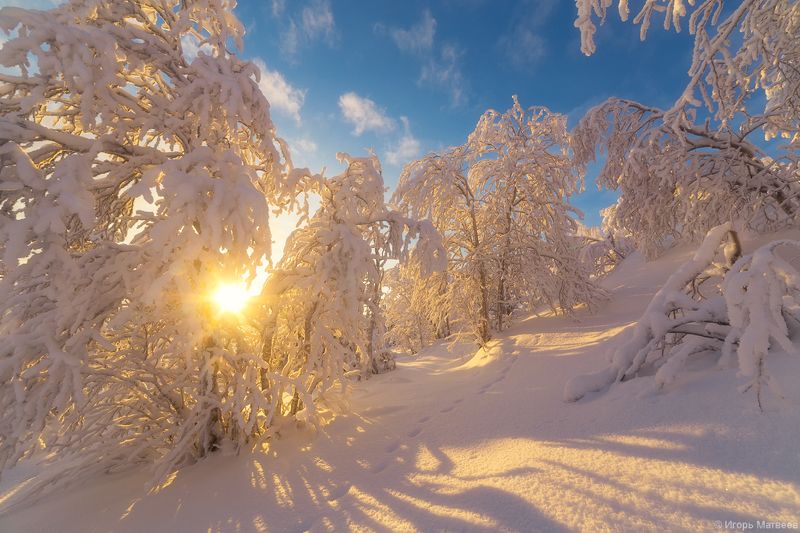 солнце,снег,сугробы,лес,зима,мороз, В январском лесу фото превью