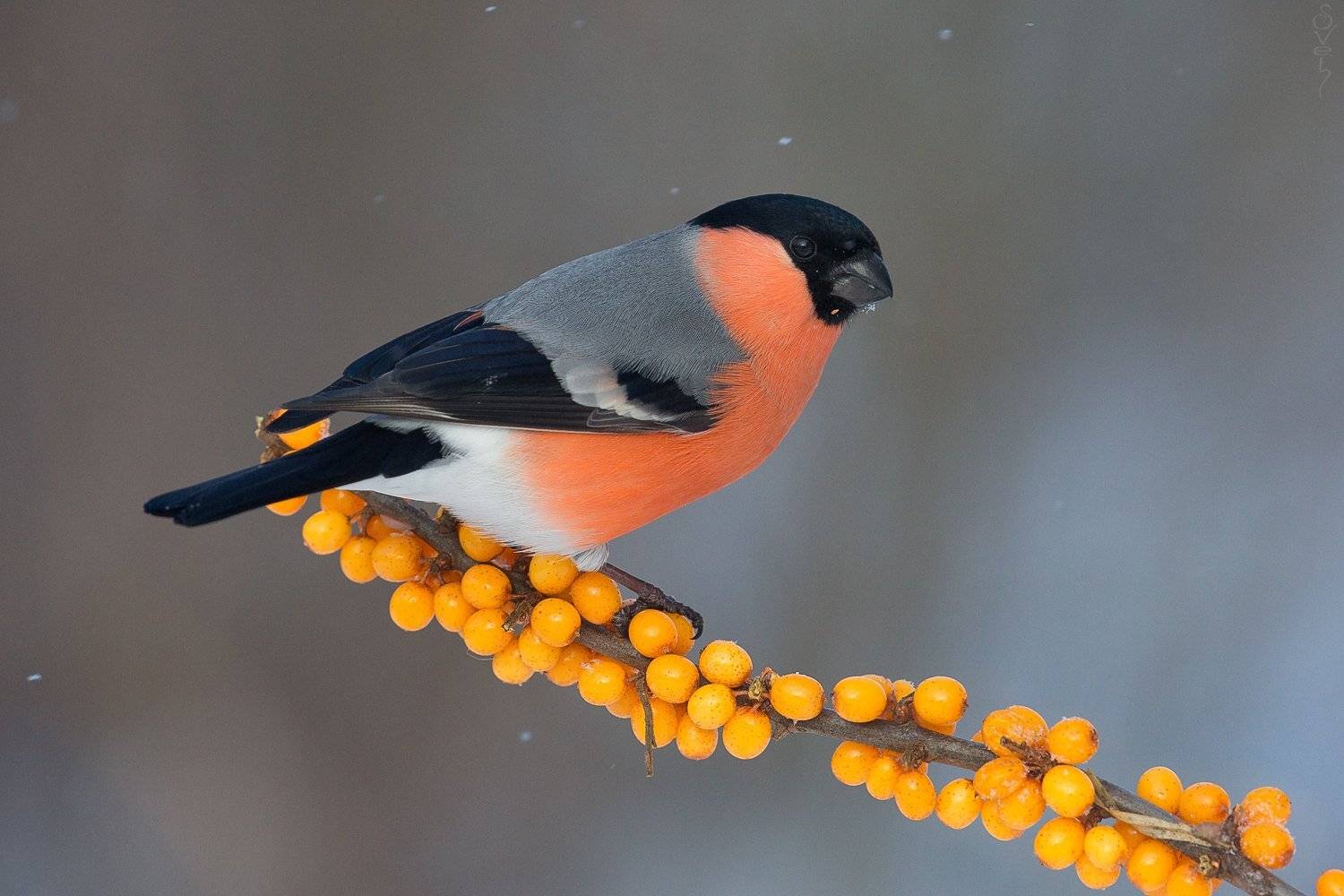 снегирь, самец, облепиха, зима, Байбекова Светлана