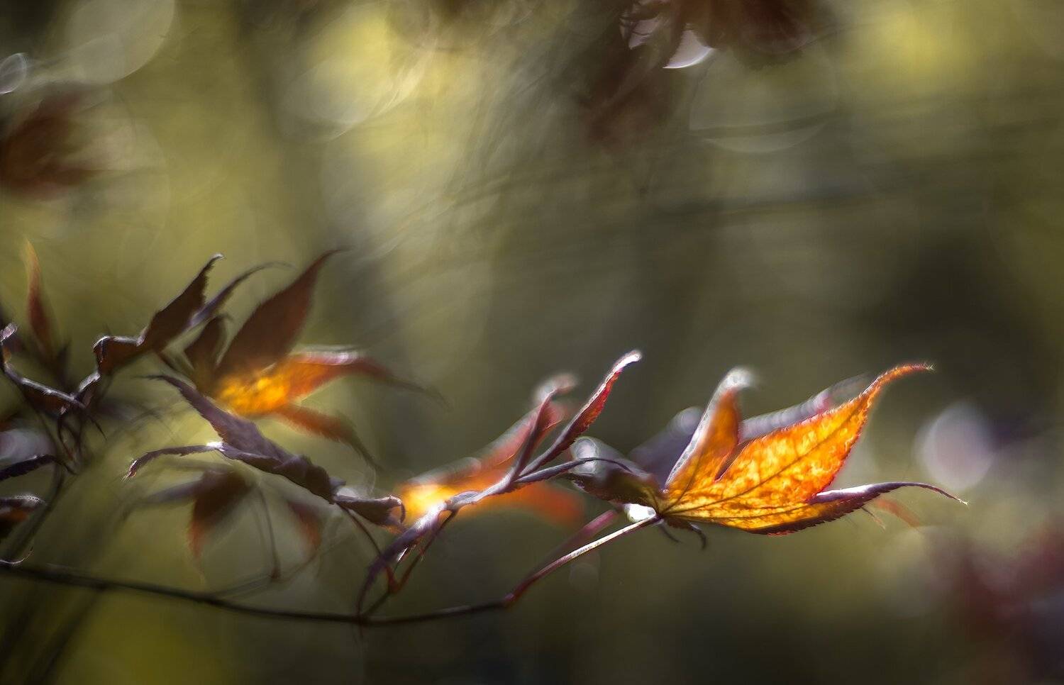 природа, макро, осень, листья клена, боке, Неля Рачкова