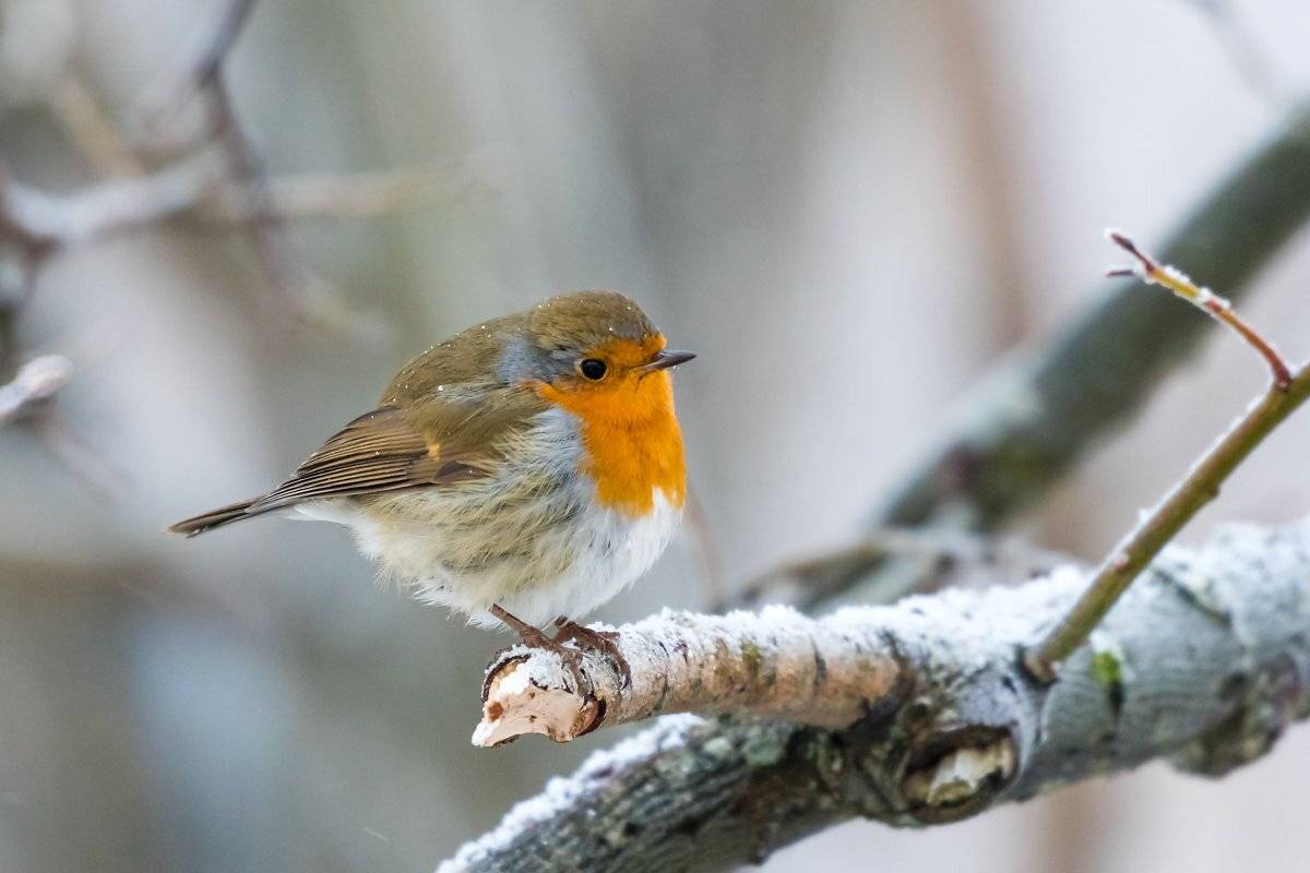 , Александр Абросимов