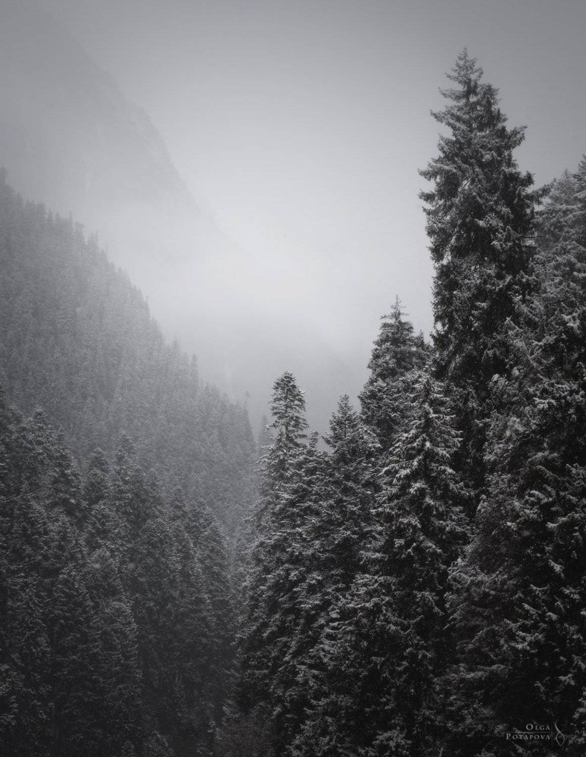 домбай, кчр, карачаево-черкессия, кавказ, снег, снегопад, горы, туман, зима, зимняя сказка, дымка, чб, Степаненко Ольга