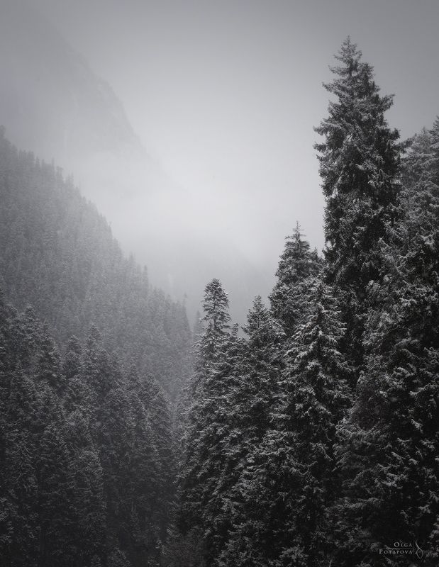 домбай, кчр, карачаево-черкессия, кавказ, снег, снегопад, горы, туман, зима, зимняя сказка, дымка, чб Снегопад фото превью