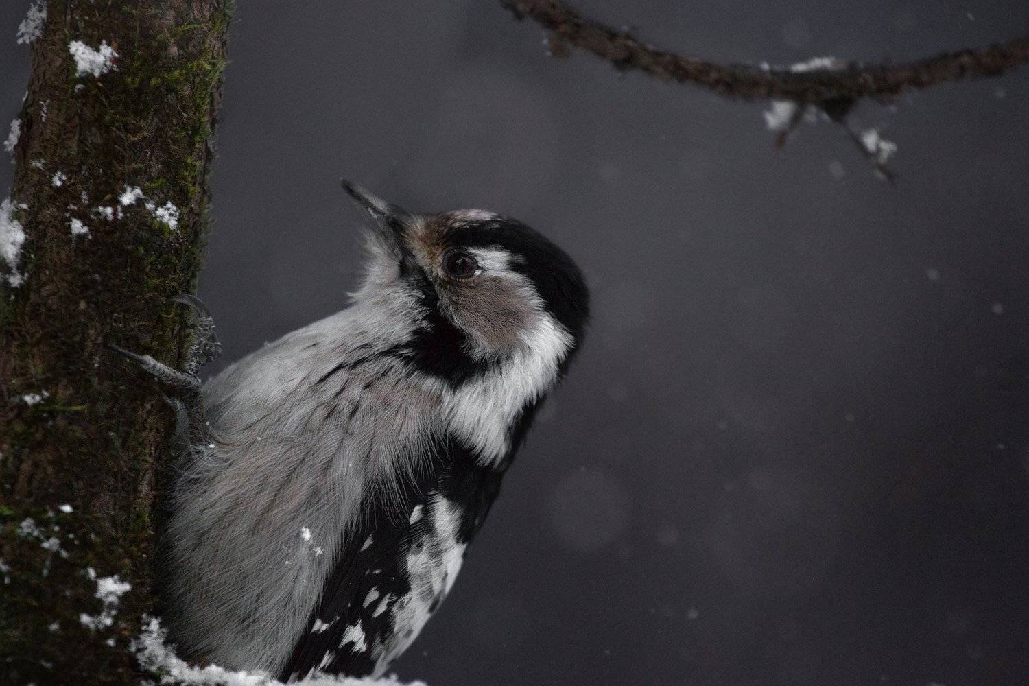 дятел, природа, птицы, зима, снег, winter, bird, Людмила Гудина