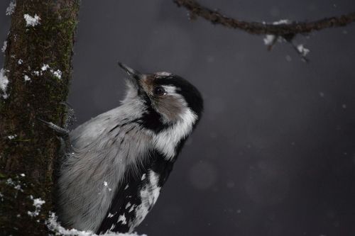 Малый пестрый дятел