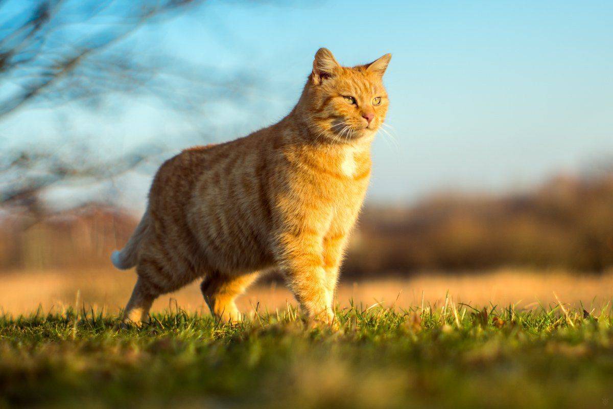 cat, golden hour, freedom, Wojciech Grzanka