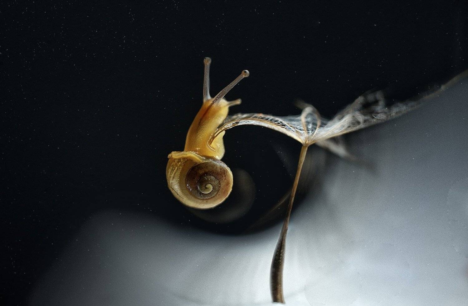 , Тарасова Ольга