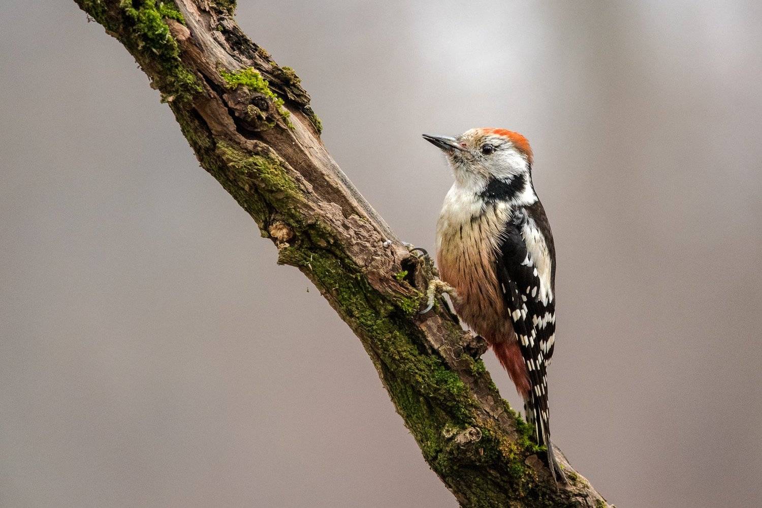#wood #young # alone # forest, #tree #woodcreeper # background #nature #wild #wildlife, Nikolay Nikolov
