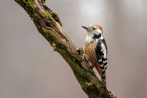 middle woodcreeper