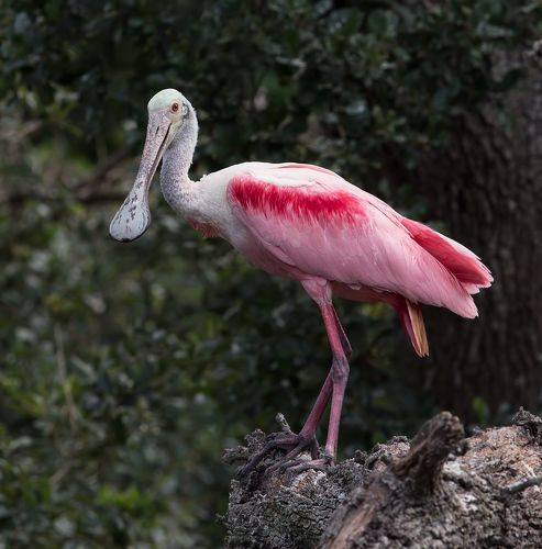 Розовая колпица - Roseate spoonbill