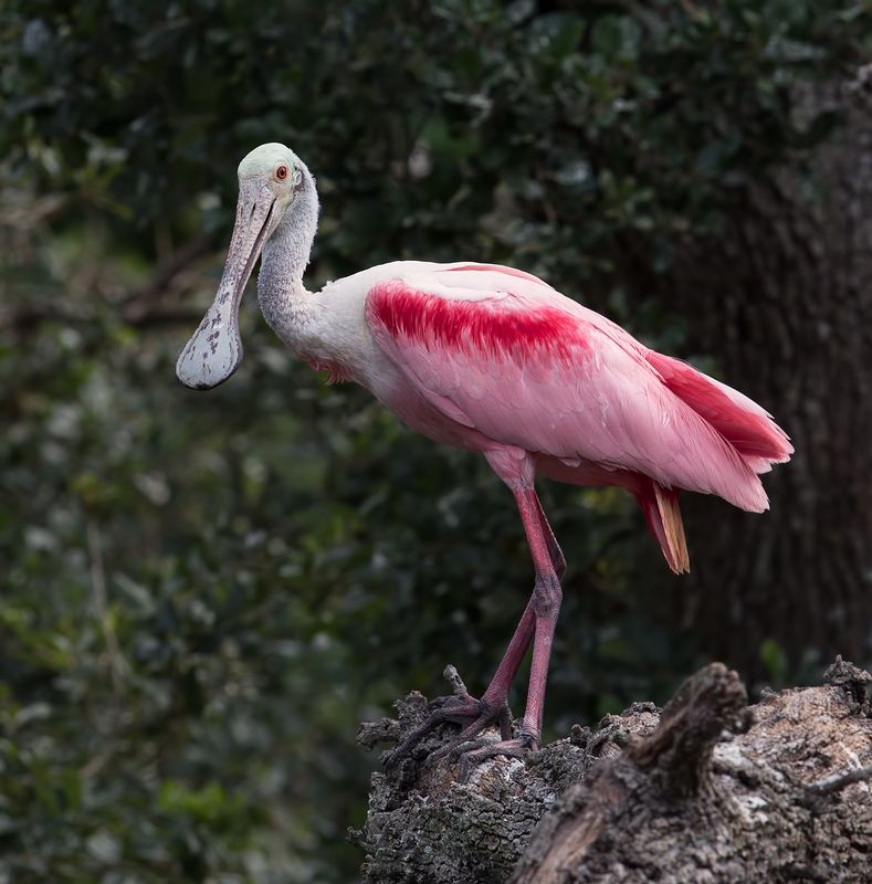 Розовая колпица - Roseate spoonbill фото превью