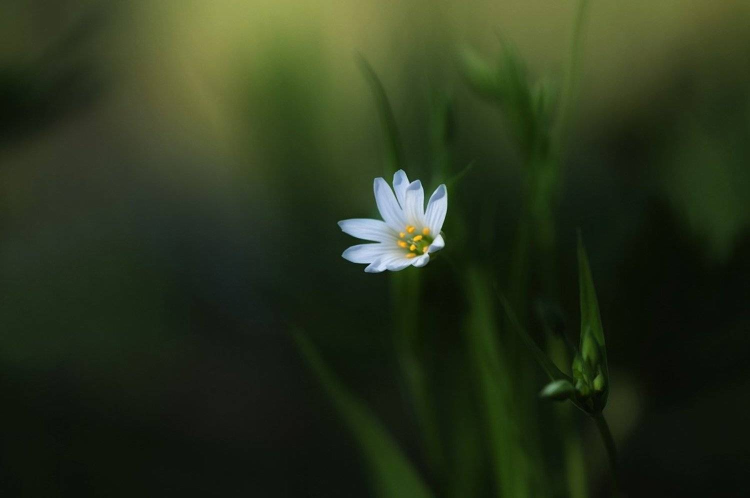 макро,природа,звездчатка, Наталия К