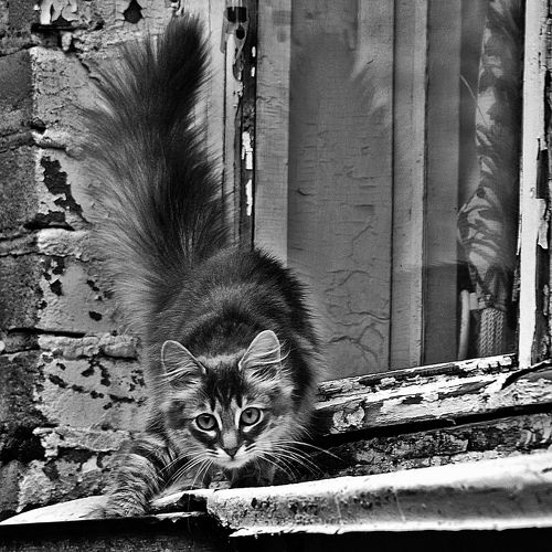 Котик на окне. 2008