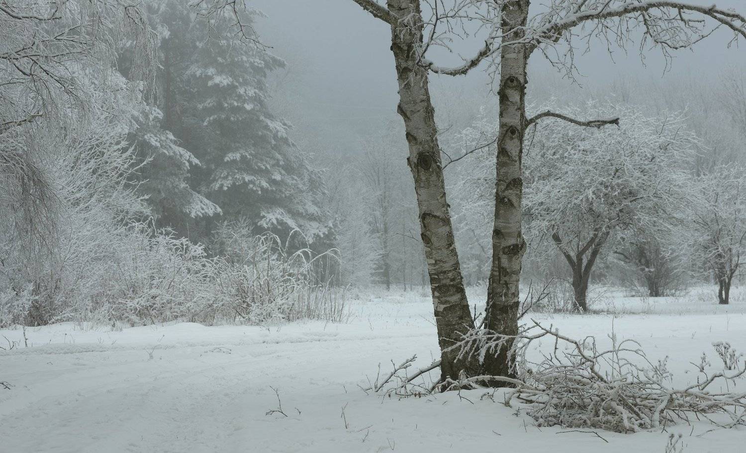 зима утро туман, Александр Жарников