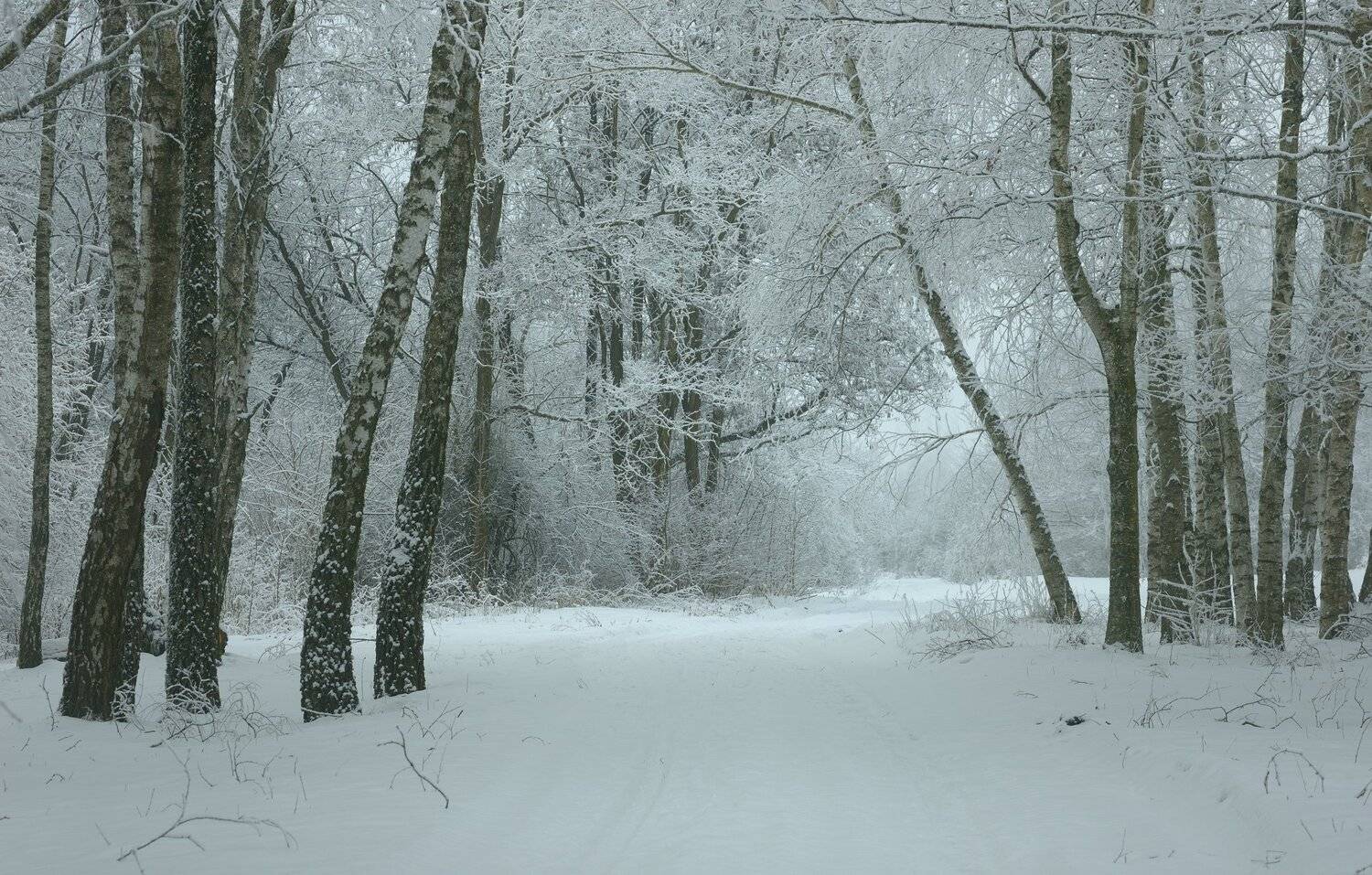 зима утро туман роша, Александр Жарников