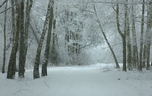 Березовая роща