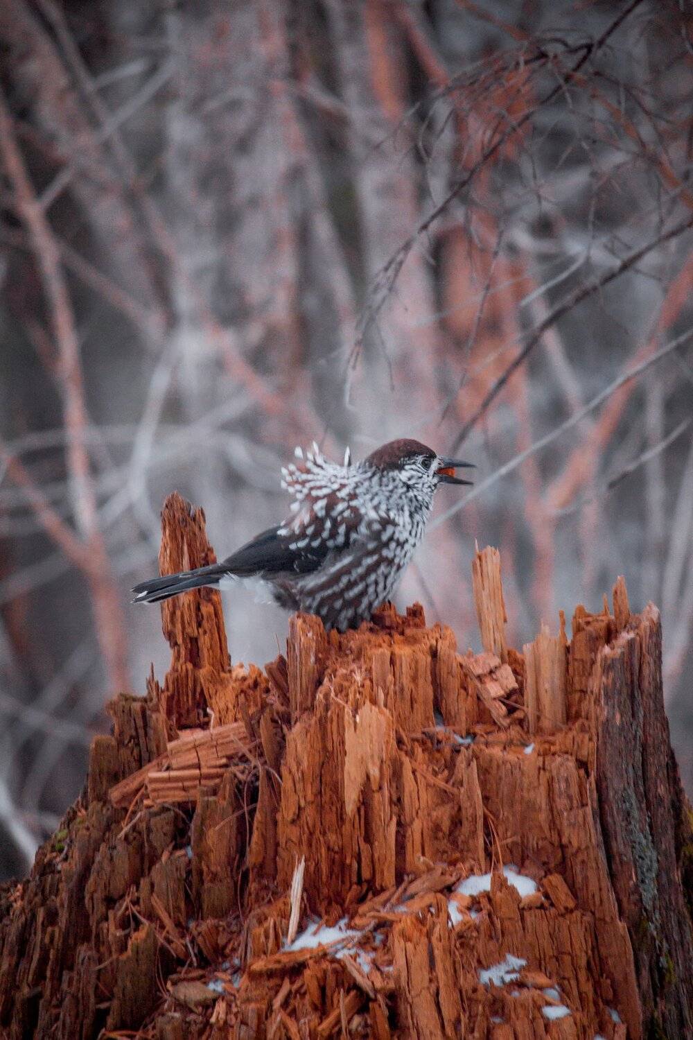 , Сигида Дмитрий