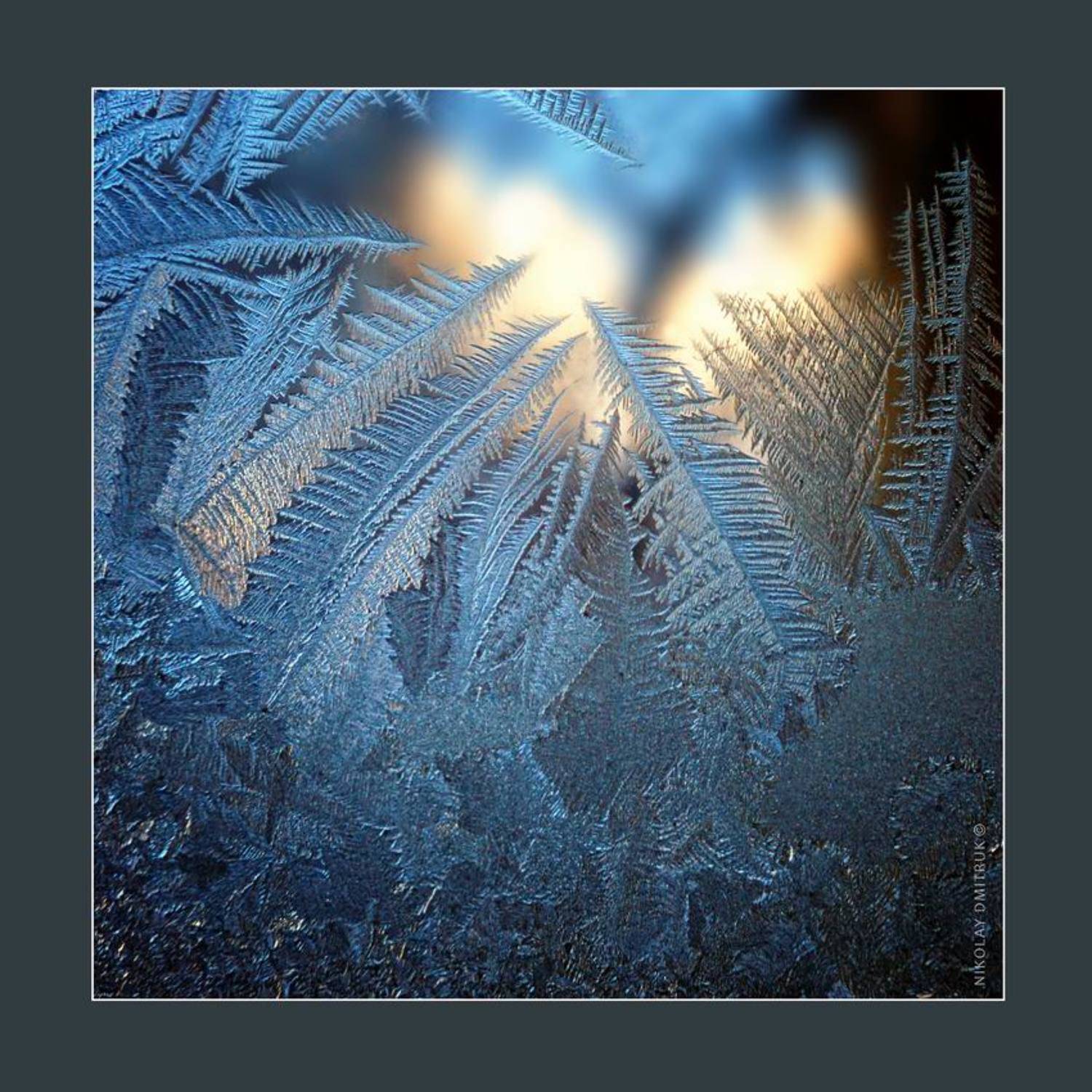 макро, мороз, николай дмитрук