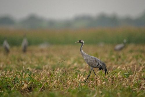 Дождливое утро журавлей