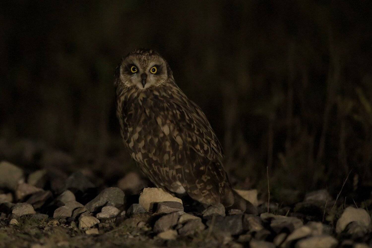 ночь, Александр Маркелов