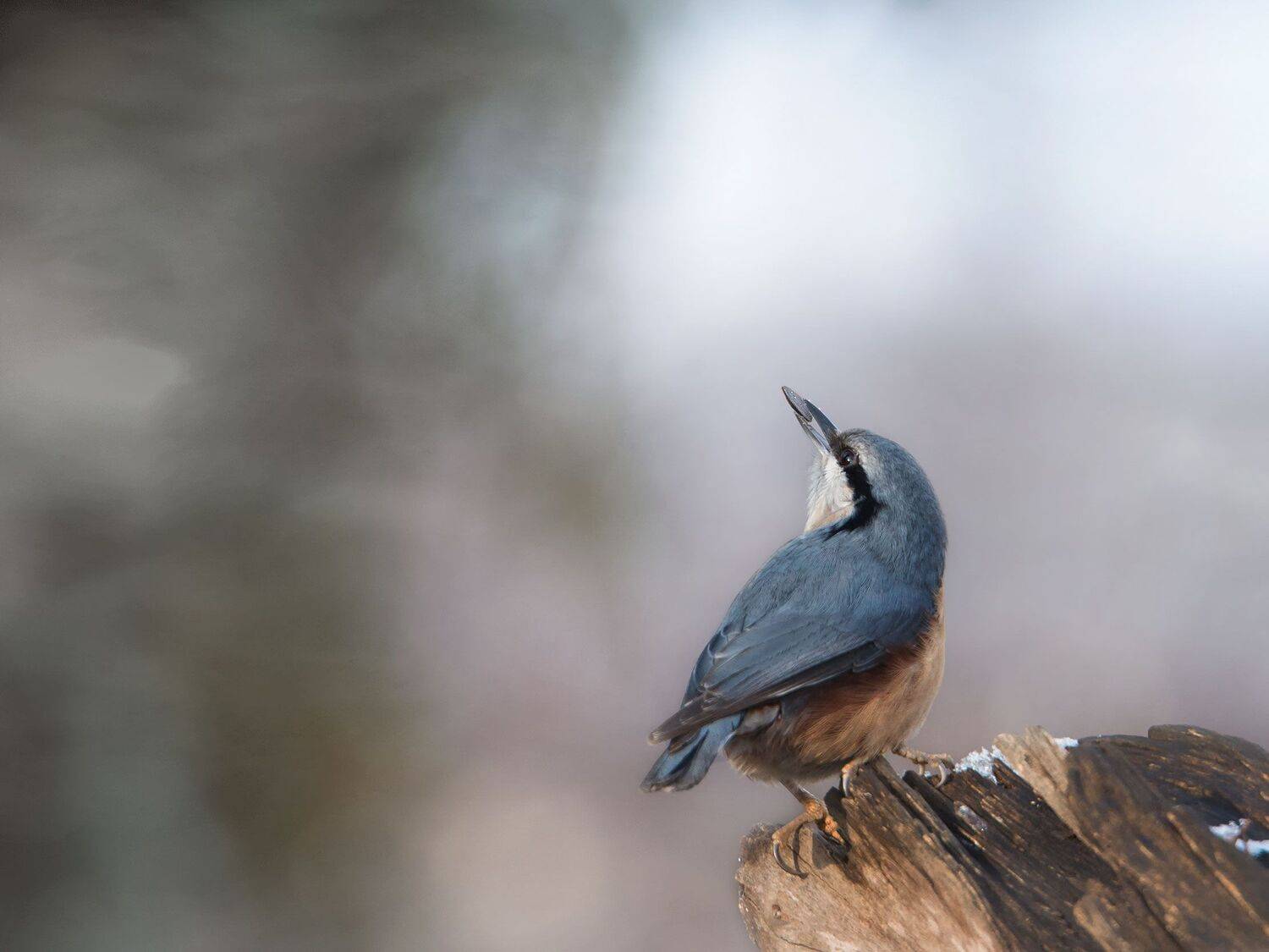 , Arkadiusz Michalak