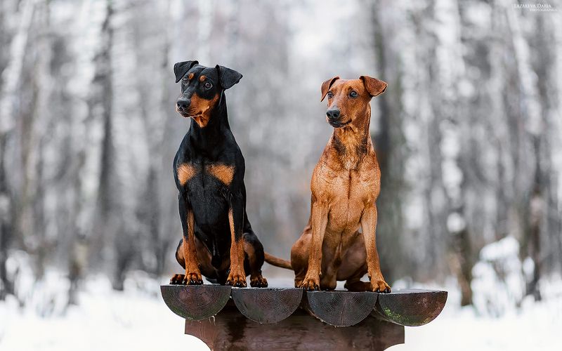 собака, природа, лес, немецкие пинчеры, зима Немецкие пинчеры фото превью