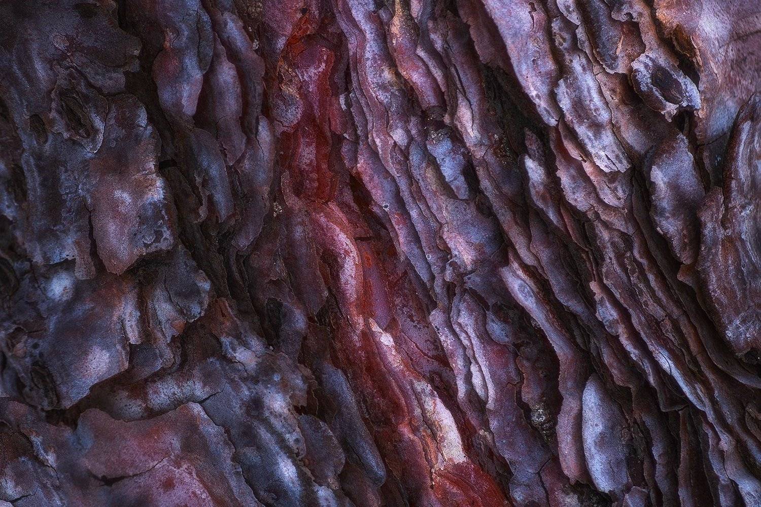 tree, bark, abstract, texture, nikon, nature, Csomai David