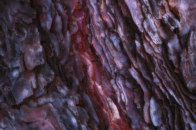 tree, bark, abstract, texture, nikon, nature Blood Bark фото превью