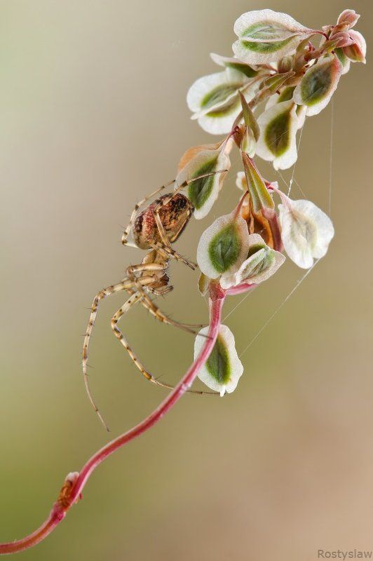 ростислав, макро, 100мм Релаксация фото превью
