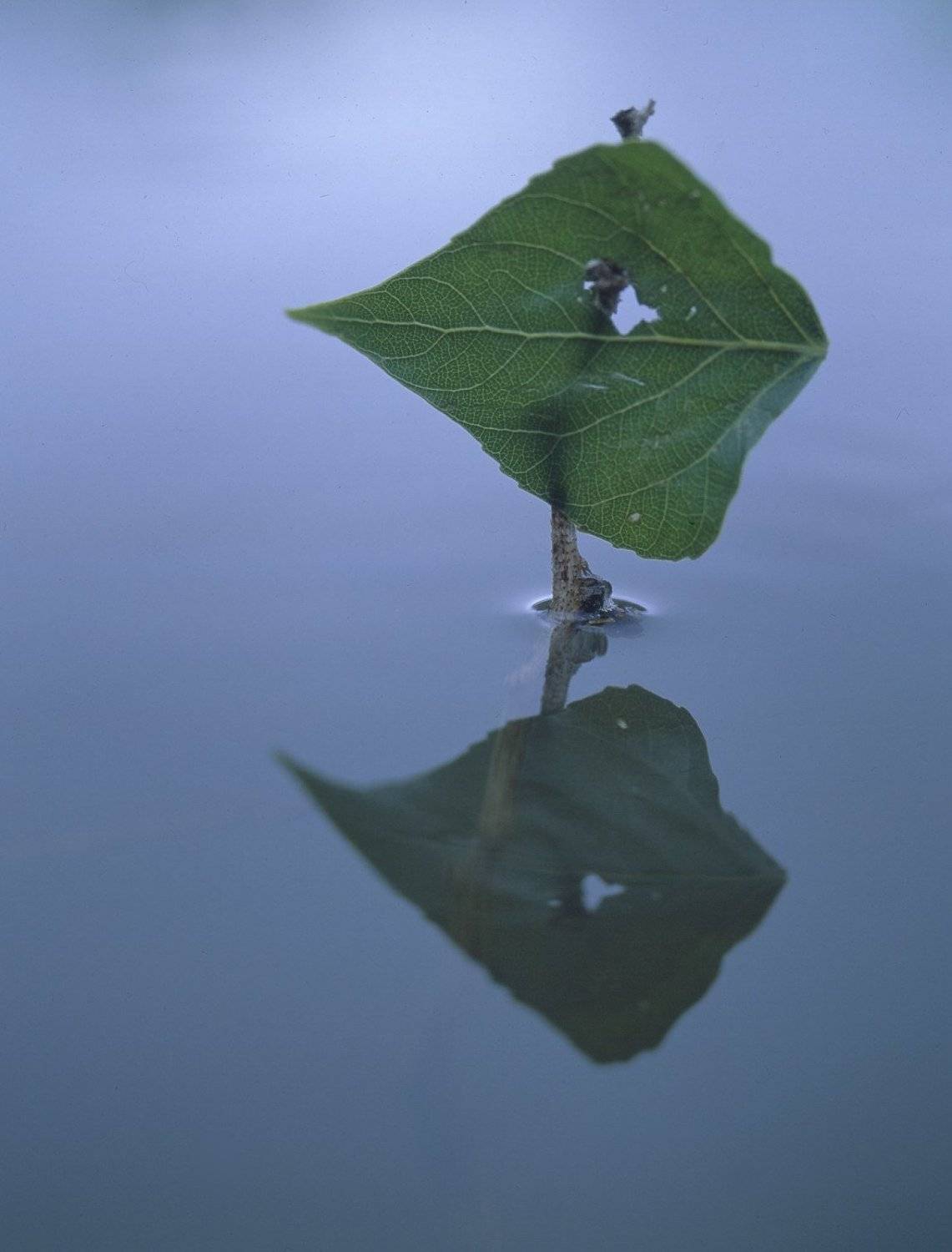 вода.листья.отражение.тополь., Вадим