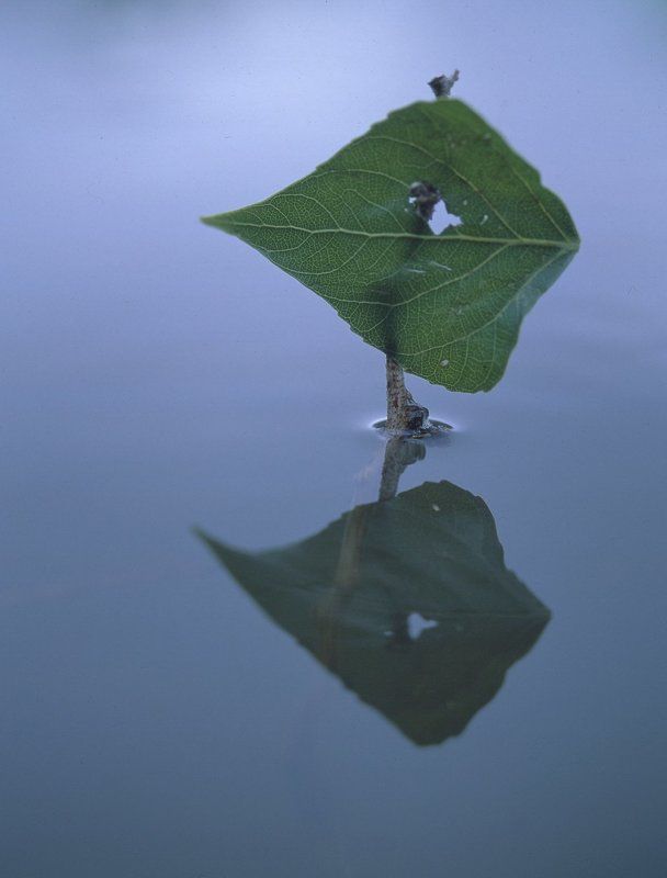 вода.листья.отражение.тополь. Два измерения фото превью