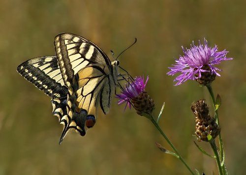 Вспоминая Июль